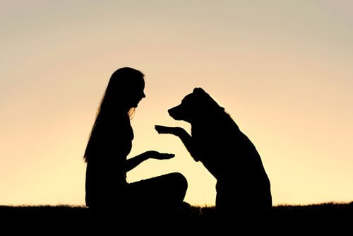 Pozitif Köpek Eğitimi Nedir?