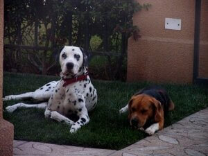 Pireleri Evden Uzak Tutmak için Tüyolar