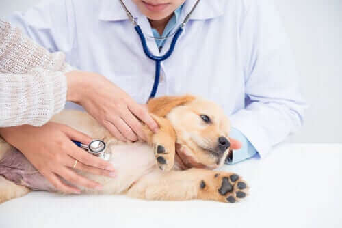 Köpeklerde Böbrek Hastalıkları: Nedenleri, Belirtileri ve Tedavisi