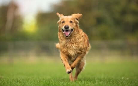 çimlerin üzerinde koşan sarı köpek ve hayvan osteopatisi