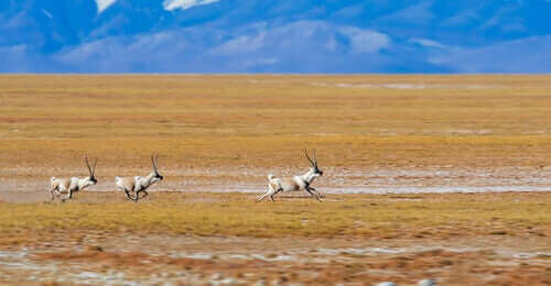 koşan Tibet antibolu