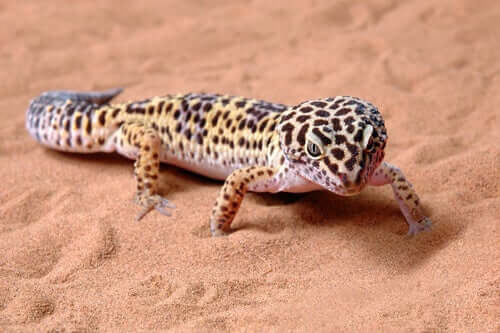 leopar gekosu kumda