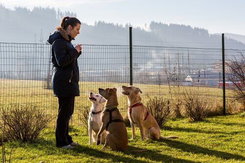 pozitif köpek eğitimi