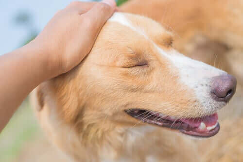 köpek masajı