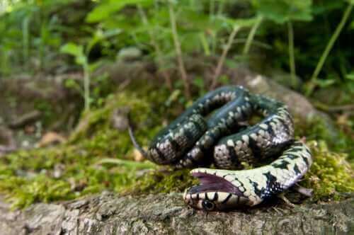 ölü taklidi yapan yılan