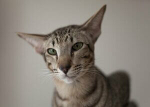 Oriental Shorthair Kedisi