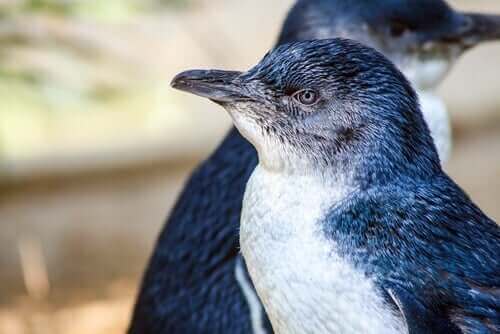 peri pengueni bakıyor
