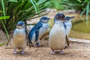 Peri Pengueni: Dünyandaki En Küçük Penguen