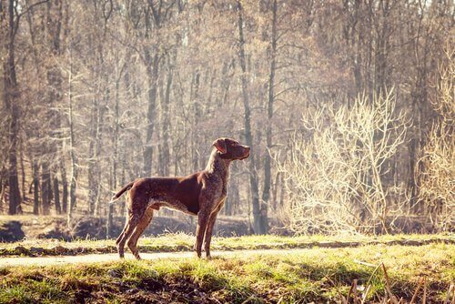 en sportif köpek ırkları