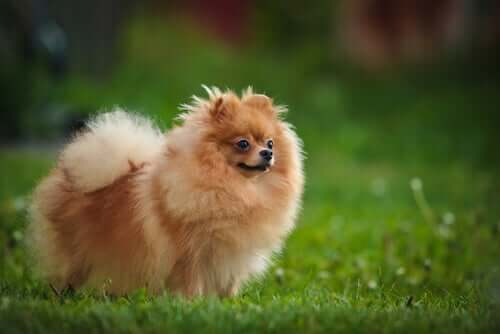 pomeranian köpeği