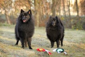 Pomeranya Köpekleri: Bilmeniz Gereken Her Şey