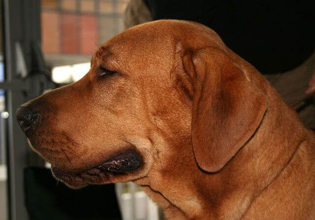 köpek profilden fotoğraf