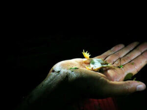 Ölü Taklidi Yapmak: Hayvanlar Bunu Neden Yapar?