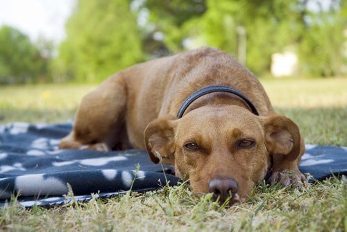 soğuk havalar köpekleri nasıl etkiler