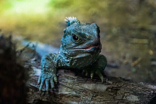 mavi tuatara