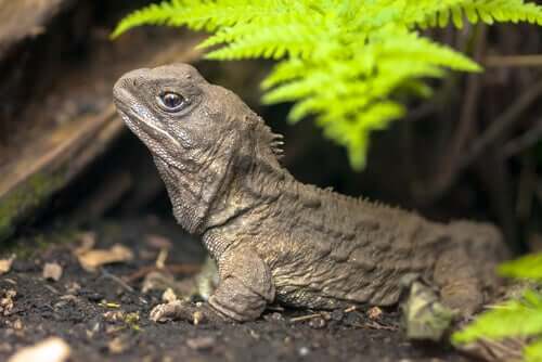 tuatara yaprakların altında