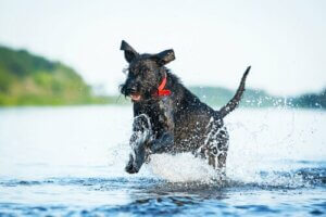 En Sportif Köpek Irkları