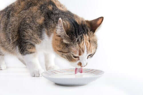 tabaktan süt içen kedi