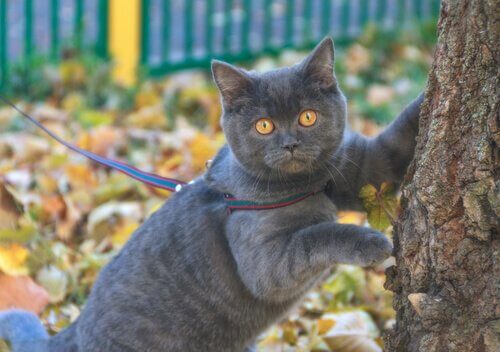 clicker eğitimi öncesi gezen kedi