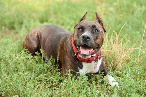 sakin pitbull