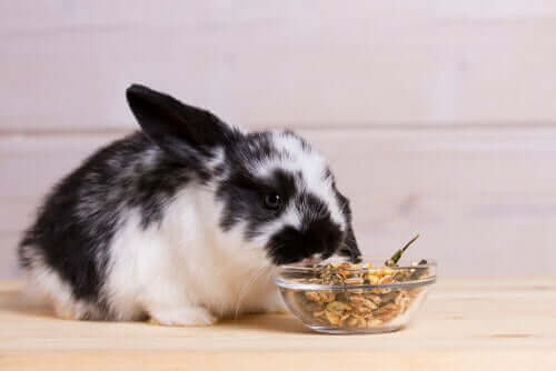 tavşanlar nasıl beslenir?