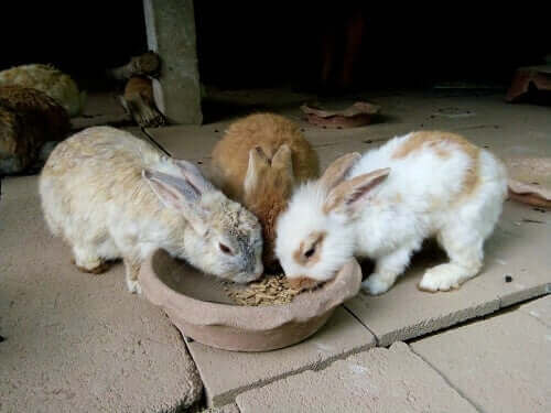 Tavşanlar Ne Kadar ve Ne Zaman Yemeli?