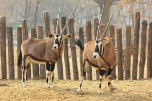 Tibet Antilobu Hakkında Her Şey