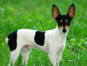 Toy Fox Terrier Özellikleri