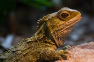 Tuatara: Dinozorlar Çağından Gelen Hayvan