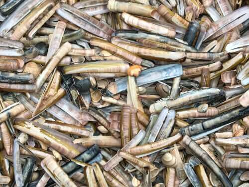 bir grup ustura istiridye