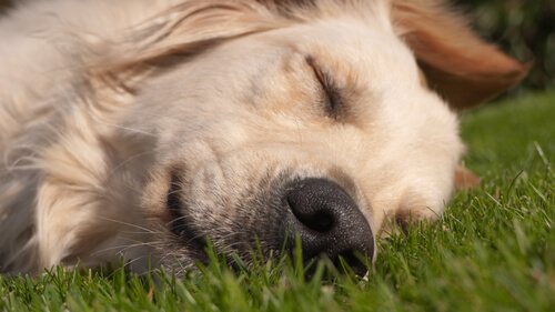 çimende uyuyan köpek