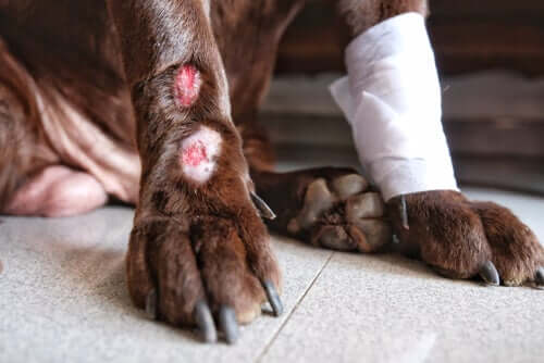 bacağı yaralanmış köpek 