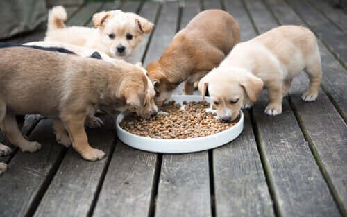 Köpeklerde Yaşa Göre Doğru Beslenme