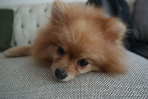 koltukta yatan köpek