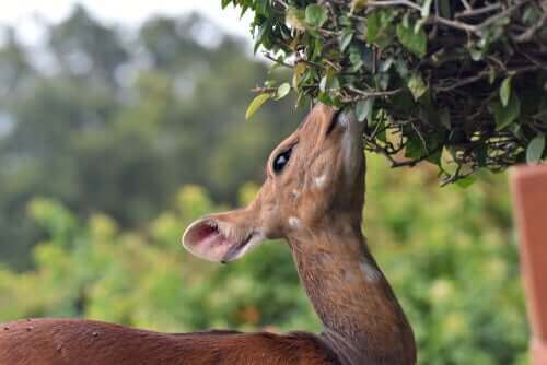 beslenen yavru geyik