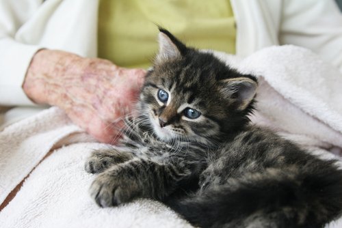 yavru kedi