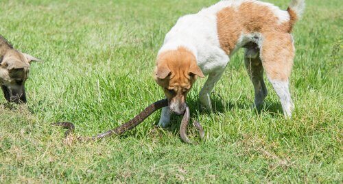 köpeğiniz yılan sokarsa