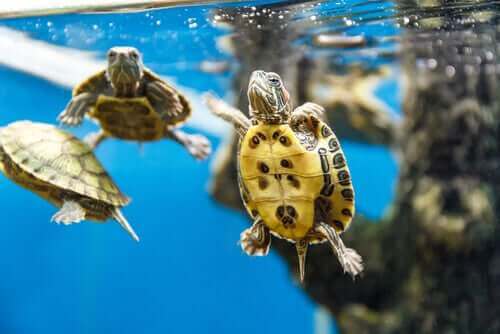 yüzen su kaplumbağaları ve su