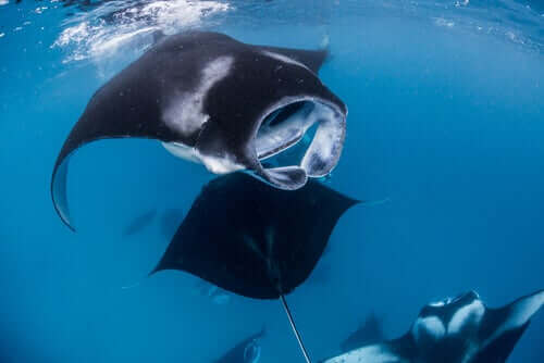 Yüzen manta ray