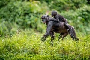 Bonobo Anneleri Çocuklarına Eş Buluyor