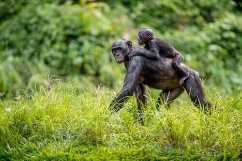 Bonobo Anneleri Çocuklarına Eş Buluyor