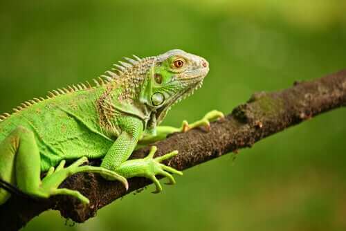 Yeşil İguanalar – Ne Yerler?