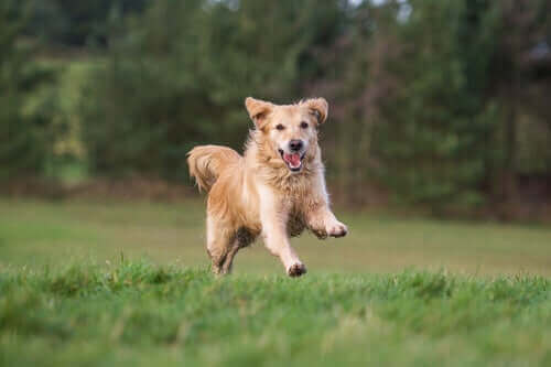 İpi bağsız köpek