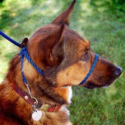 ağız tasması takılmış köpek