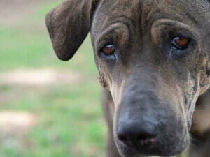 Köpekler de İnsanlar Gibi Ağlar mı?