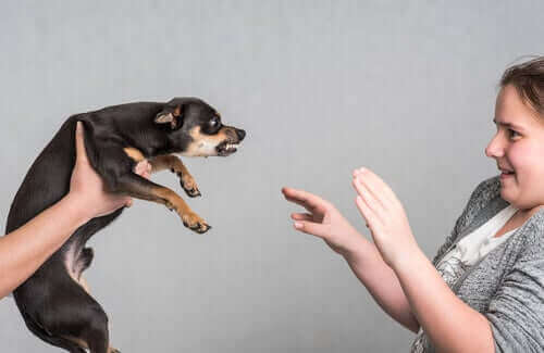 agresiflik yapan köpek