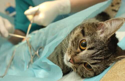 Kedi kısırlaştırma oldukça yaygın bir prosedür