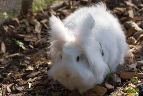 beyaz angora tavşanı