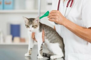 Kedinize antiparazit uygulamayı ihmal etmeyin