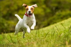 Balık Yağı Köpeklerin Kardiyovasküler Sistemini İyileştirir